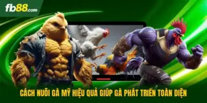 Cách Nuôi Gà Mỹ Hiệu Quả Giúp Gà Phát Triển Toàn Diện