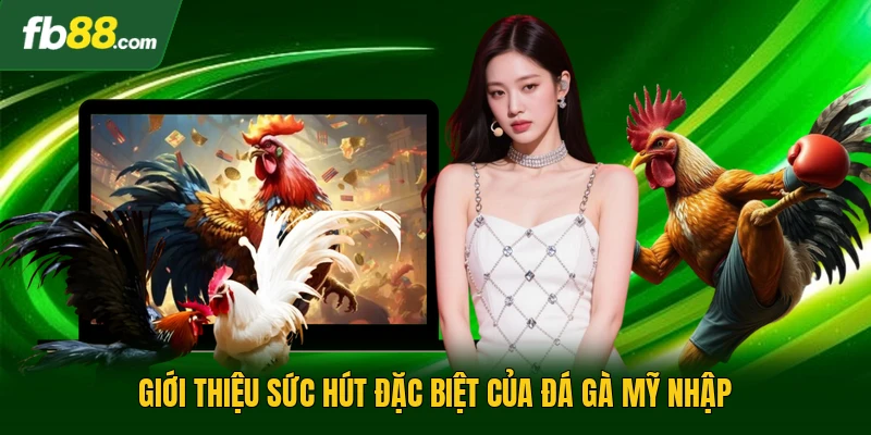 Giới thiệu sức hút đặc biệt của đá gà mỹ nhập 