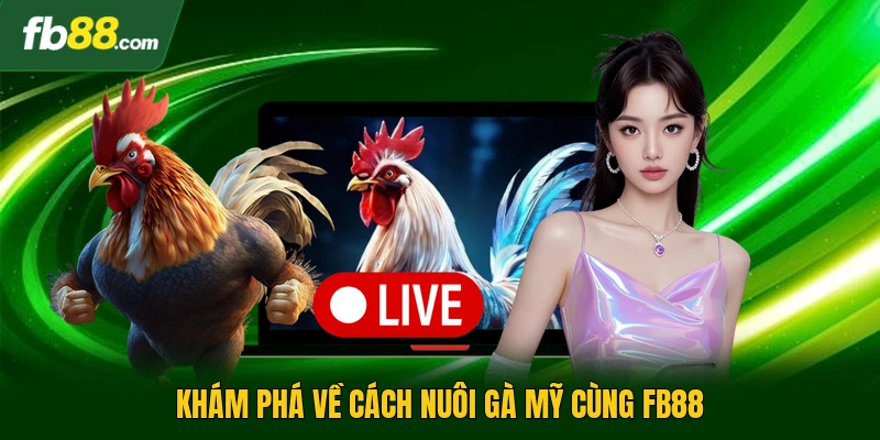Khám phá về cách nuôi gà mỹ cùng FB88