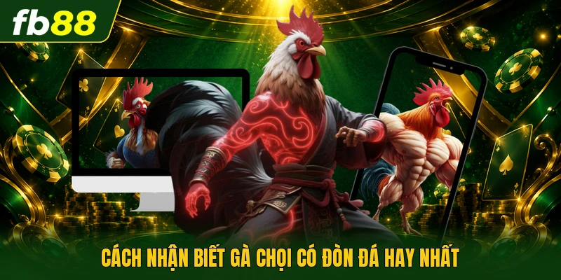 Cách nhận biết gà chọi có đòn đá hay nhất
