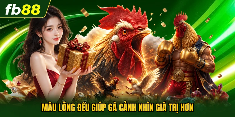 Màu lông đều giúp gà cảnh nhìn giá trị hơn