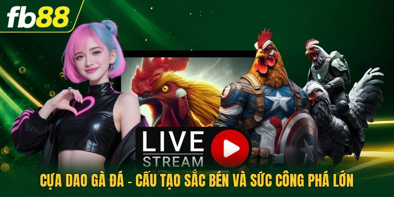 Cựa Dao Gà Đá - Cấu Tạo Sắc Bén Và Sức Công Phá Lớn