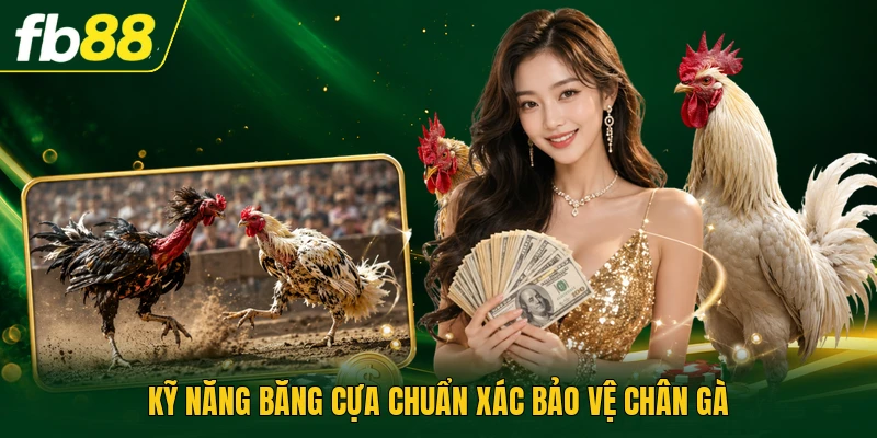 Kỹ năng băng cựa chuẩn xác bảo vệ chân gà