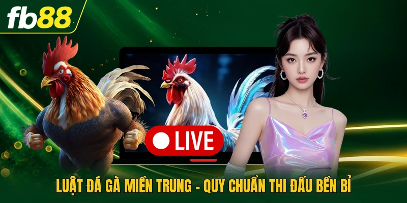 Luật Đá Gà Miền Trung - Quy Chuẩn Thi Đấu Bền Bỉ