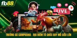 Trường Gà Campuchia - Địa Điểm Tổ Chức Quy Mô Siêu Lớn